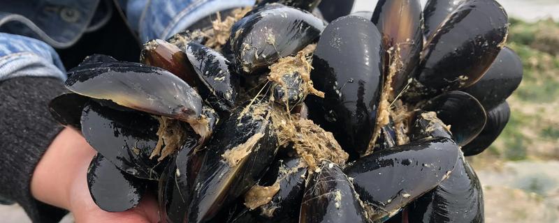 海虹的价格，内陆地区的售价高于沿海地区