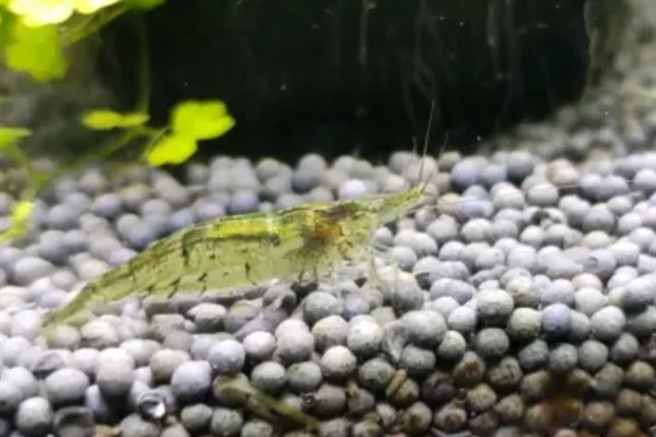 黑壳虾是怎么产卵的，母虾与公虾交配后会产下虾卵