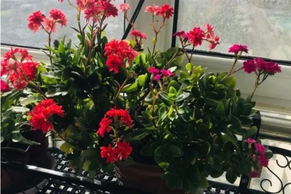 长寿花怕不怕冷，只能忍耐10℃的低温