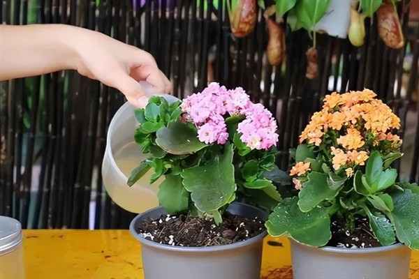 长寿花怕不怕冷，只能忍耐10℃的低温