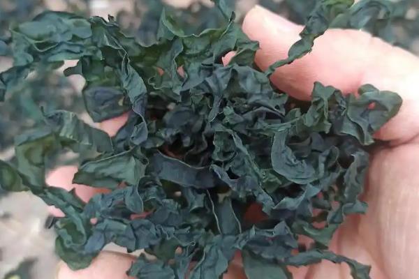 裙带菜能不能晾干，可放在通风阴凉处自然风干