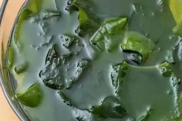 裙带菜能不能晾干，可放在通风阴凉处自然风干