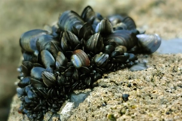 海虹的价格，内陆地区的售价高于沿海地区