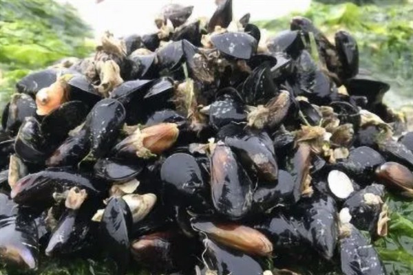海虹的价格，内陆地区的售价高于沿海地区