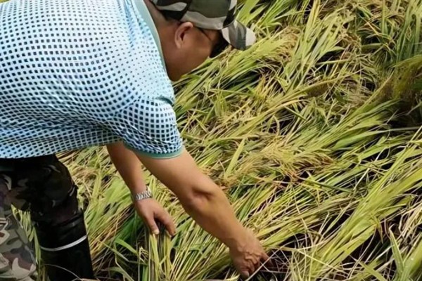 水稻倒伏对产量的影响，轻度倒伏不会影响产量