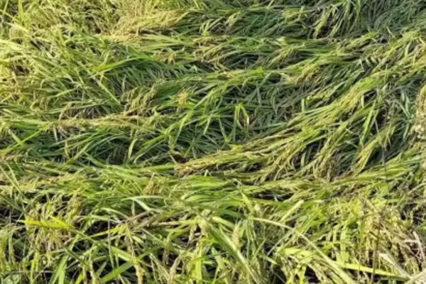 水稻倒伏对产量的影响，轻度倒伏不会影响产量