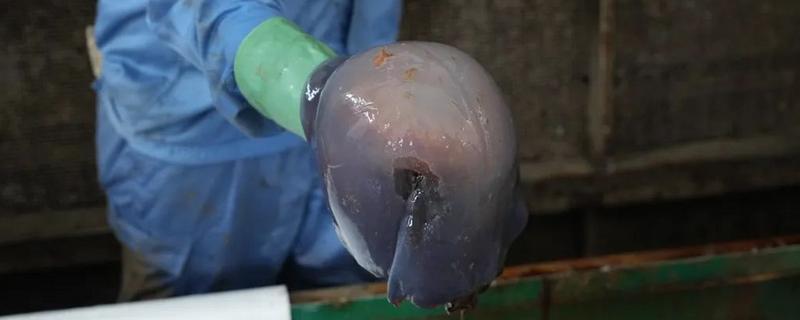 广西防城巷海蜇产地，主要集中在东兴市万尾村、企沙镇等