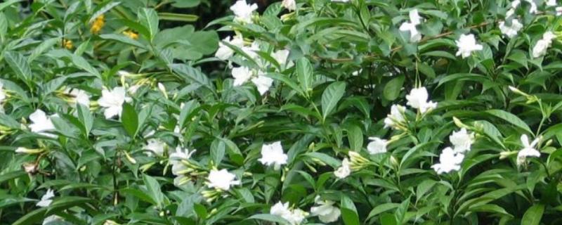 狗牙花有什么寓意,代表纯洁的爱、淡漠的爱等含义