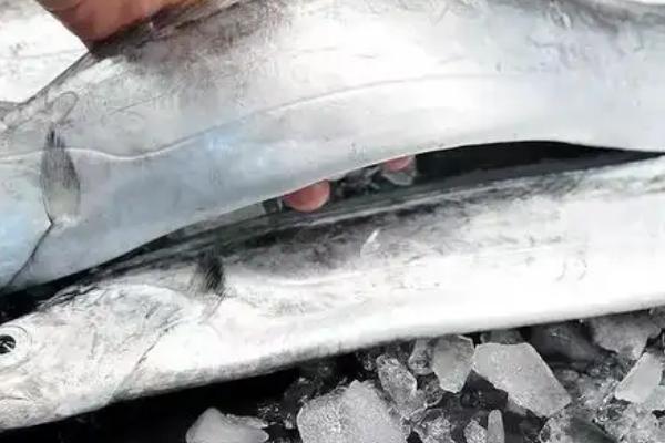 带鱼是不是海鱼，属于海产品主要分布在西太平洋和印度洋