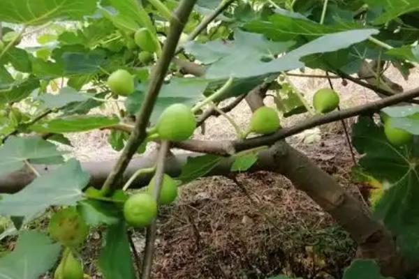 无花果产于哪里，主产于山东、江苏、浙江等省份