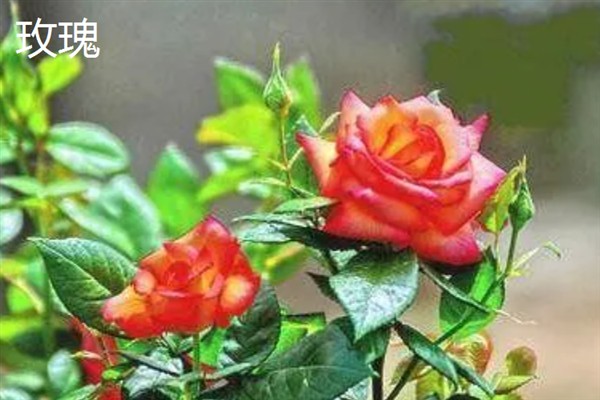 月季和玫瑰有什么区别，花色、叶片、花期等方面均不同
