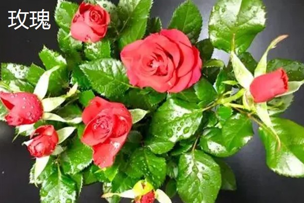 月季和玫瑰有什么区别，花色、叶片、花期等方面均不同