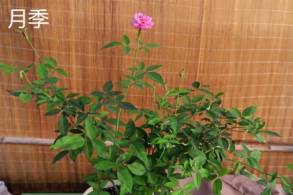 月季和玫瑰有什么区别，花色、叶片、花期等方面均不同