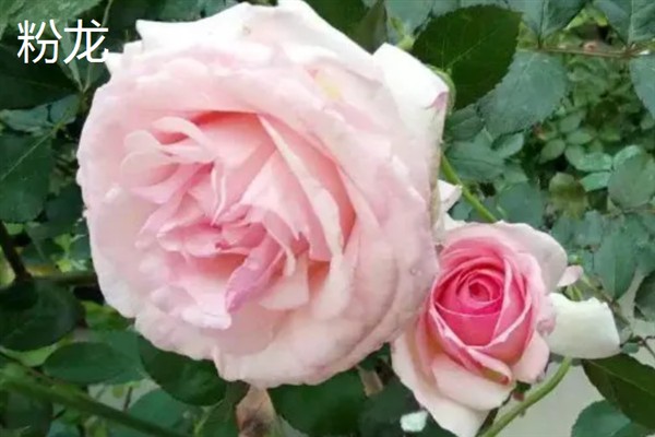 月季和玫瑰有什么区别，花色、叶片、花期等方面均不同