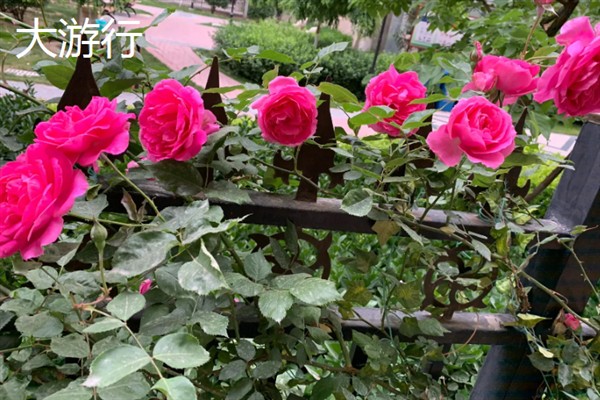月季和玫瑰有什么区别，花色、叶片、花期等方面均不同