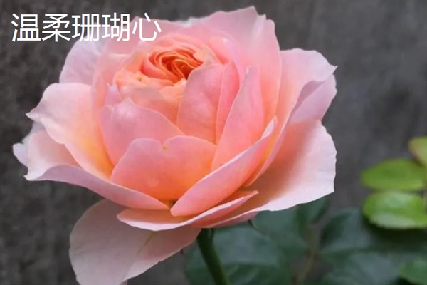 月季和玫瑰有什么区别，花色、叶片、花期等方面均不同