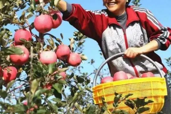 苹果的采摘方式，按照从下而上、从外及内的方式收获
