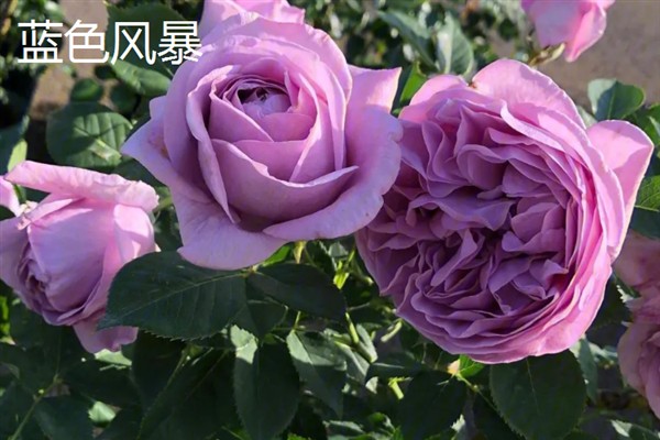 月季和玫瑰有什么区别，花色、叶片、花期等方面均不同