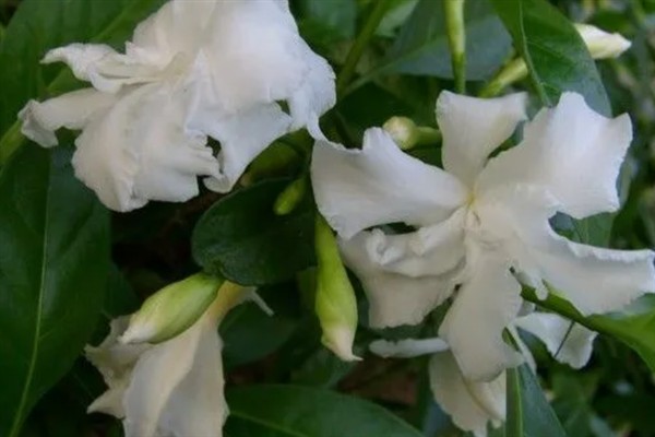 狗牙花有什么寓意,代表纯洁的爱、淡漠的爱等含义