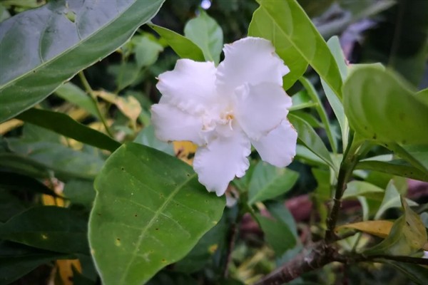 狗牙花有什么寓意,代表纯洁的爱、淡漠的爱等含义