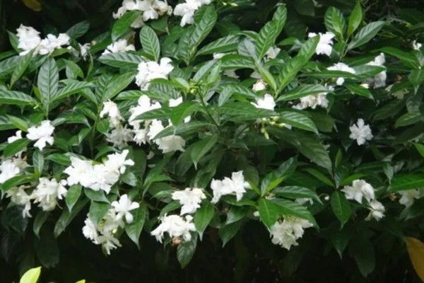 狗牙花有什么寓意,代表纯洁的爱、淡漠的爱等含义