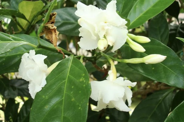 狗牙花有什么寓意,代表纯洁的爱、淡漠的爱等含义