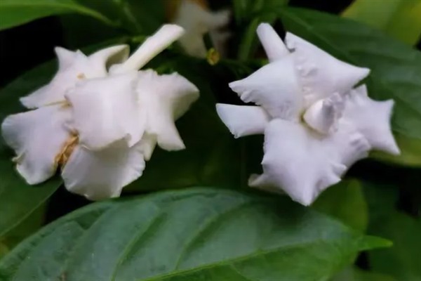 狗牙花有什么寓意,代表纯洁的爱、淡漠的爱等含义