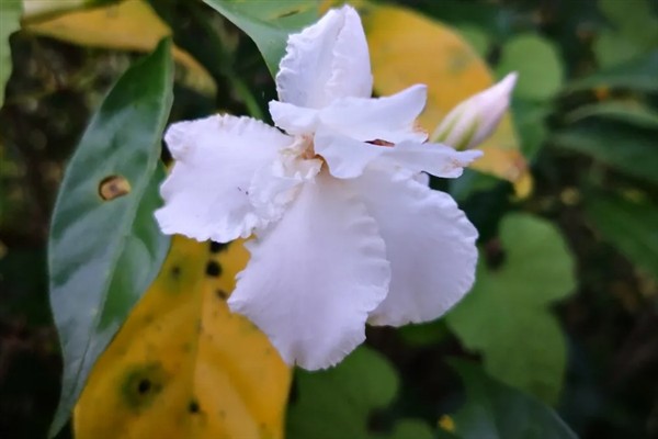 狗牙花有什么寓意,代表纯洁的爱、淡漠的爱等含义