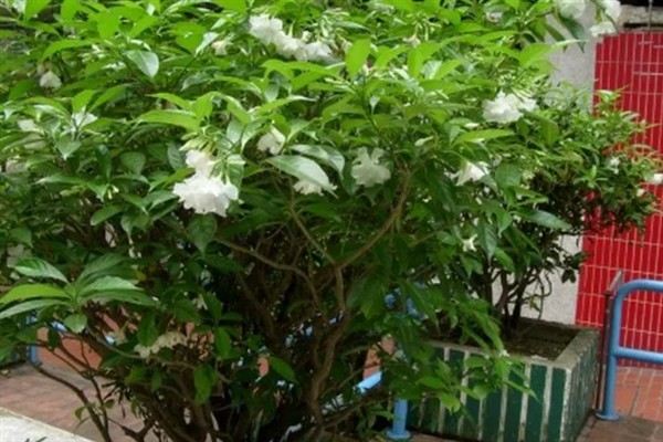 狗牙花有什么寓意,代表纯洁的爱、淡漠的爱等含义