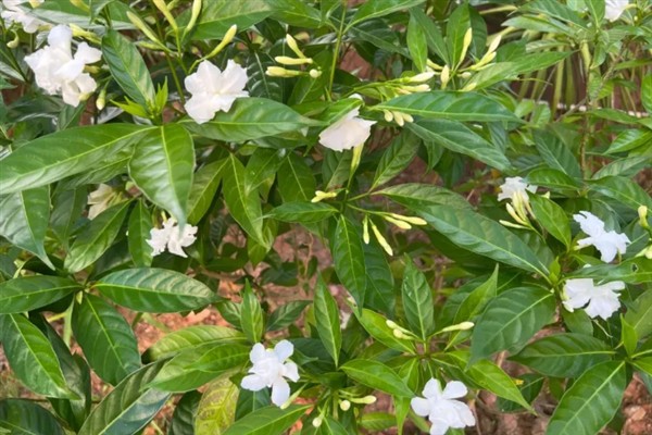 狗牙花有什么寓意,代表纯洁的爱、淡漠的爱等含义