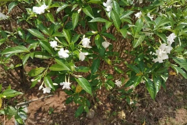 狗牙花有什么寓意,代表纯洁的爱、淡漠的爱等含义