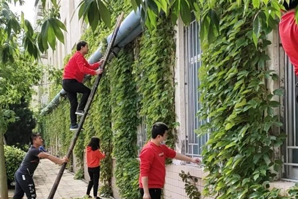 爬山虎如何清除，人工处理是最好的方式