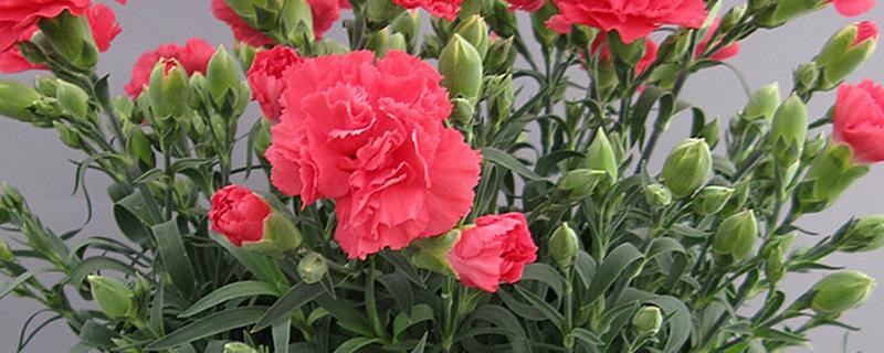 怎么养康乃馨，按见干见湿的原则浇水