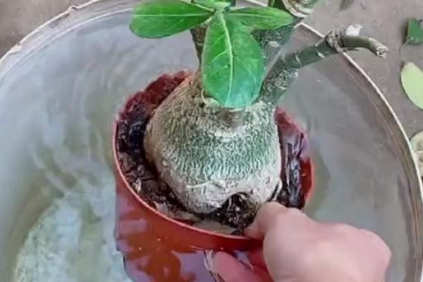 沙漠玫瑰砍头多久可以发芽，一个月可以发芽