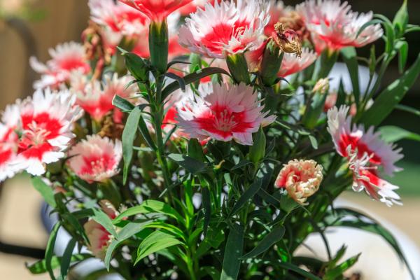 怎么养康乃馨，按见干见湿的原则浇水