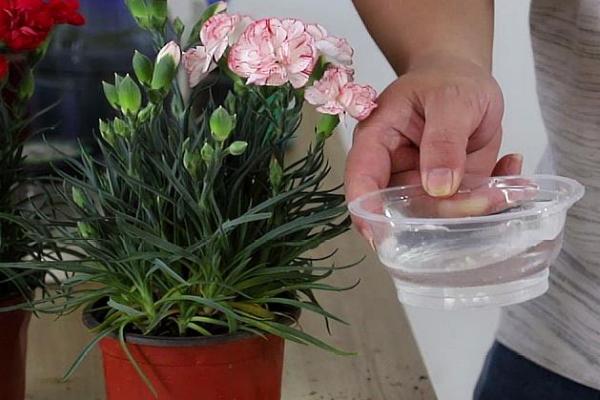 怎么养康乃馨，按见干见湿的原则浇水