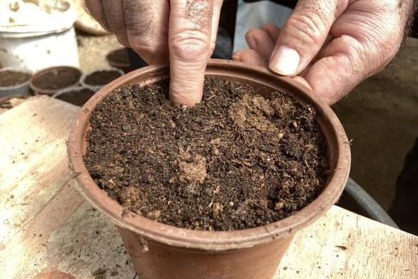 怎么养康乃馨，按见干见湿的原则浇水