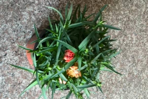 怎么养康乃馨，按见干见湿的原则浇水