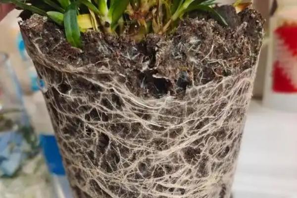 怎么养康乃馨，按见干见湿的原则浇水