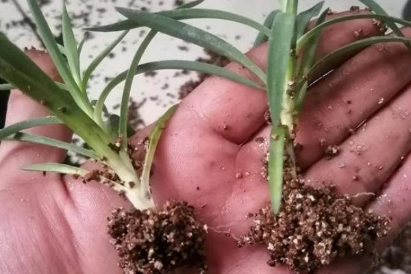 怎么养康乃馨，按见干见湿的原则浇水