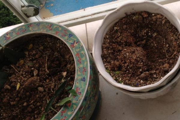 怎么养康乃馨，按见干见湿的原则浇水