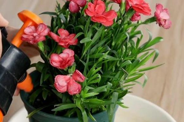 怎么养康乃馨，按见干见湿的原则浇水