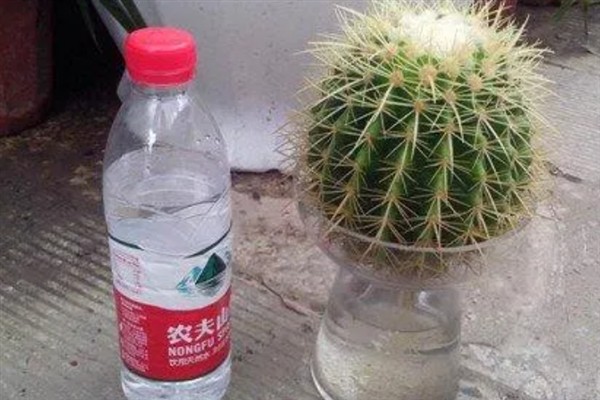 金琥球的作用，可用来观赏、净化空气、改善风水