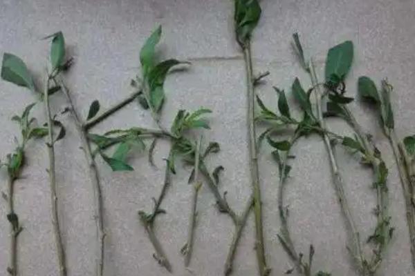 富贵子叶片枯黄果实发软如何解决，因长期缺水所致要为它浇透水