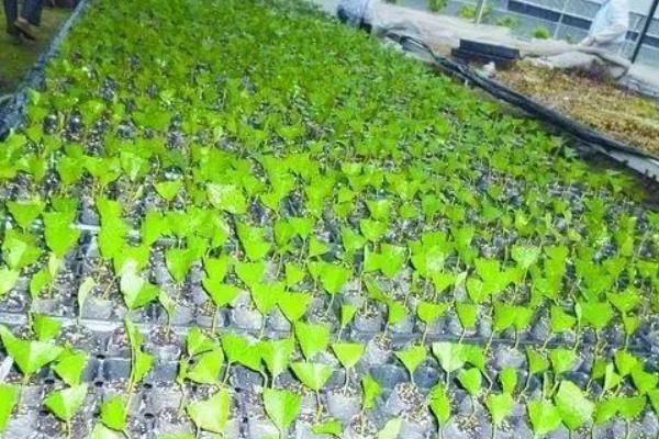 富贵子叶片枯黄果实发软如何解决，因长期缺水所致要为它浇透水