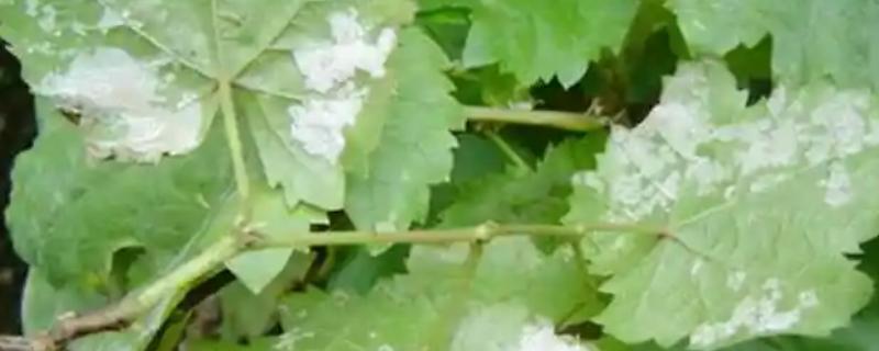 葡萄白粉病用哪种药,可以用苯醚甲环唑、醚菌酯等