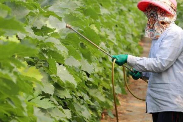 葡萄白粉病用哪种药，可以用苯醚甲环唑、醚菌酯等