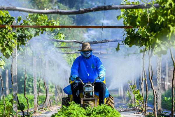 葡萄白粉病用哪种药，可以用苯醚甲环唑、醚菌酯等