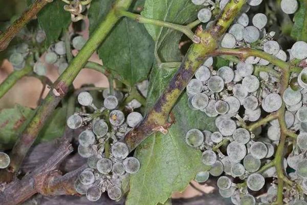 葡萄白粉病用哪种药，可以用苯醚甲环唑、醚菌酯等