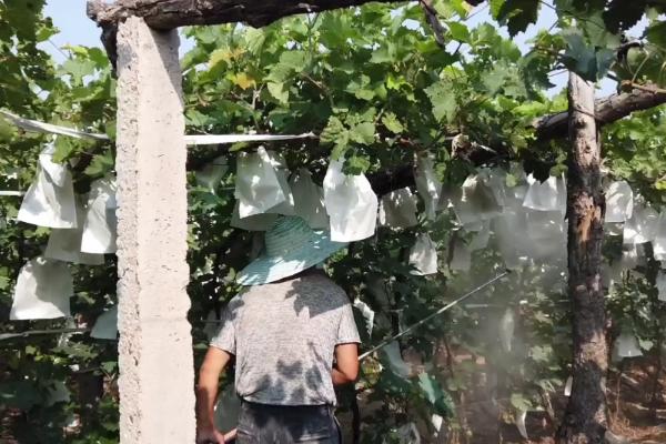 葡萄白粉病用哪种药，可以用苯醚甲环唑、醚菌酯等